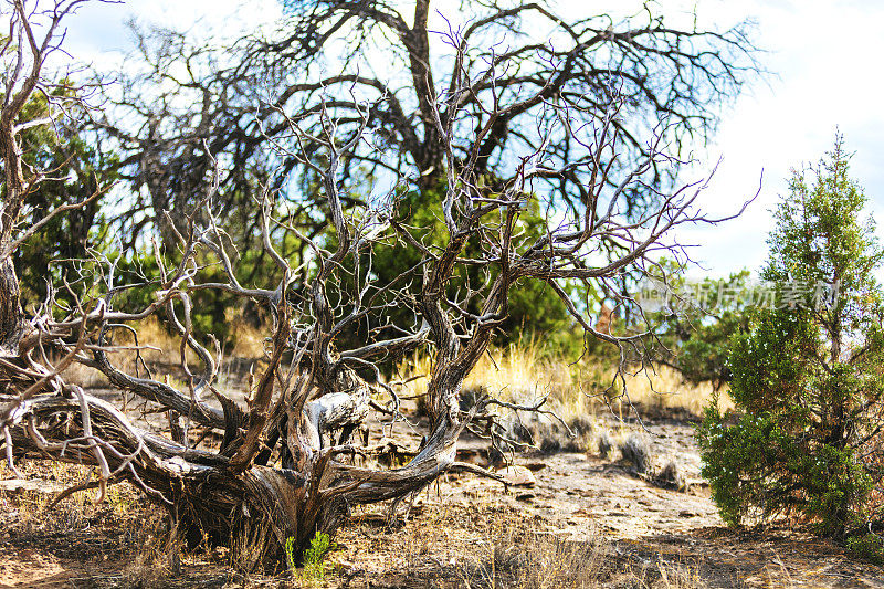 Trail hike Features Barren Tree Individual Focal Points in Wilderness Area in Arid climate